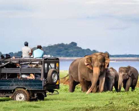 Yala Safari